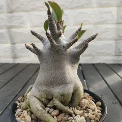 2026年最新】塊根植物 セットの人気アイテム - メルカリ