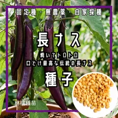 【固定種】長ナスの種 10粒 ｜ 焼きナスに最高な柔らかさ 🍆 無農薬栽培 自家採種 野菜の種 家庭菜園