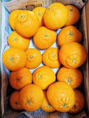 特売セール！ご家庭用カラマンダリン4kg➕清見オレンジ、甘夏、キウイ