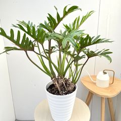 現品 フィロデンドロン ジャイアントザナドゥ 65番 幹上がり ドライ