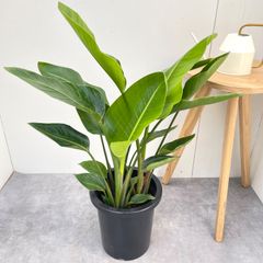 激安！ ストレチア オーガスタ E大型❗️ 199センチ 10号鉢 観葉植物