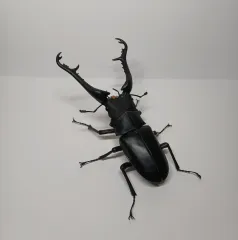 バンダイ いきもの大図鑑 アナザー ギラファノコギリクワガタ 場地 圭介種