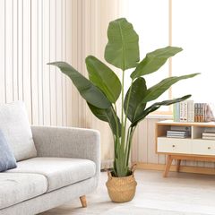 深みのある葉色が魅力的なムサノノ4A 観葉植物 沖縄育ち 5号鉢 高さ
