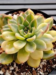 多肉植物　錦　フローレンス錦　覆輪　カット苗【特定記録付】 多肉植物 錦 フローレンス錦 覆輪 カット苗【特定記録付】 - メルカリ