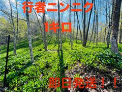 数量限定　行者ニンニク　即日発送　群馬県産 即日発送 行者ニンニク 数量限定 - メルカリ