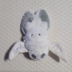限定】♾️特別展「昆虫MANIAC」会場限定ぬいぐるみ(蚕蛾(カイコ)モス