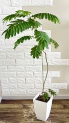 エバーフレッシュ⭐️螺旋状⭐️リビングサイズ⭐️観葉植物 - メルカリ