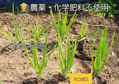 農薬・化学肥料不使用　露地栽培　九条ネギの苗　ネコポスでお届けのサムネイル