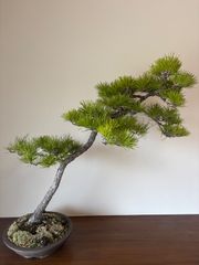 五葉松 盆栽 大品盆栽 石付き 引き取り限定 - メルカリ