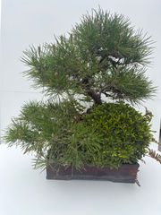 上下8㎝　古樹　根上がり半懸崖　赤松　ミニ　小品　盆栽　真柏　黒松　五葉松　梅 上下8㎝ 古樹 根上がり半懸崖 赤松 ミニ 小品 盆栽 真柏 黒松 五葉松