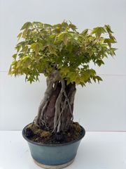 盆栽 唐楓 トウカエデ 幹肌 根張り 鉢植え - メルカリ