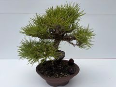 上下8㎝ 古樹 根上がり半懸崖 赤松 ミニ 小品 盆栽 真柏 黒松 五葉松