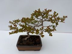 太幹・ジン芸】真柏 盆栽 樹高10cm×横幅15cm 豆盆栽 鉢付き - メルカリ