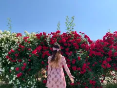 着用 1回 バラ ミニ ONE PIECE