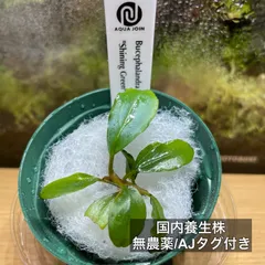 2026年最新】ブセファランドラ セットの人気アイテム - メルカリ