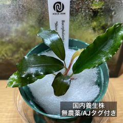 エキノドルス ホレマニーオレンジ - メルカリ