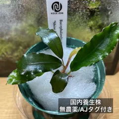 2026年最新】ブセファランドラ 群生の人気アイテム - メルカリ