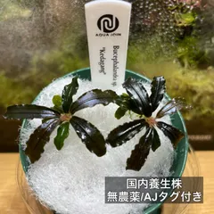 2026年最新】ブセファランドラ セットの人気アイテム - メルカリ