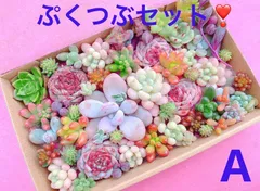 Aクーポンあり❣️ロココ&レッドベルベット入り❣️ぷくつぶセット❣️寄せ植えセット　カット苗　ピンク多肉　多肉弁当　美人　エケベリア　セダム　パキフィツム　チーズ　韓国苗入り
