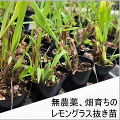 2026年最新】レモングラス 苗の人気アイテム - メルカリ