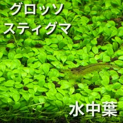 グロッソスティグマ水中葉のサムネイル