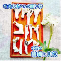 H1【 世界自然遺産】奄美大島の海で採れた珊瑚と貝殻　　素材 材料 パーツ 夏 箸置き ミニオブジェ ハンドメイド 材料 シェル オシャレ 西海岸 ビーチ インテリア マリン雑貨 ナチュラル雑貨