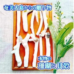 H2【 世界自然遺産】奄美大島の海で採れた珊瑚と貝殻　　素材 材料 パーツ 夏 箸置き ミニオブジェ ハンドメイド 材料 シェル オシャレ 西海岸 ビーチ インテリア マリン雑貨 ナチュラル雑貨