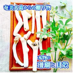 H4【 世界自然遺産】奄美大島の海で採れた珊瑚と貝殻　　素材 材料 パーツ 夏 箸置き ミニオブジェ ハンドメイド 材料 シェル オシャレ 西海岸 ビーチ インテリア マリン雑貨 ナチュラル雑貨