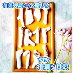 H5【 世界自然遺産】奄美大島の海で採れた珊瑚と貝殻　　素材 材料 パーツ 夏 箸置き ミニオブジェ ハンドメイド 材料 シェル オシャレ 西海岸 ビーチ インテリア マリン雑貨 ナチュラル雑貨