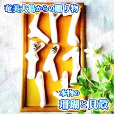 H6【 世界自然遺産】奄美大島の海で採れた珊瑚と貝殻　　素材 材料 パーツ 夏 箸置き ミニオブジェ ハンドメイド 材料 シェル オシャレ 西海岸 ビーチ インテリア マリン雑貨 ナチュラル雑貨