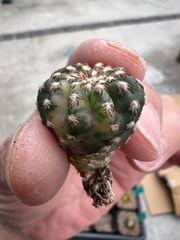 恩塚ランポー 変わり カキコ - メルカリ