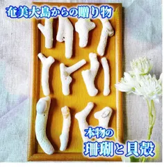 H7【世界自然遺産】奄美大島の海で採れた本物の珊瑚と貝殻　　素材 材料 パーツ 夏 箸置き ミニオブジェ ハンドメイド 材料 シェル オシャレ 西海岸 ビーチ インテリア マリン雑貨 ナチュラル雑貨