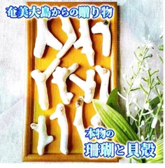 H8 【 世界自然遺産】奄美大島の海で採れた珊瑚と貝殻　　素材 材料 パーツ 夏 箸置き ミニオブジェ ハンドメイド 材料 シェル オシャレ 西海岸 ビーチ インテリア マリン雑貨 ナチュラル雑貨