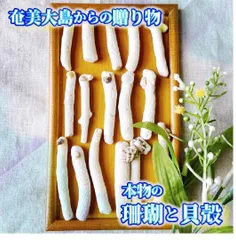 H9【 世界自然遺産】奄美大島の海で採れた珊瑚と貝殻　　素材 材料 パーツ 夏 箸置き ミニオブジェ ハンドメイド 材料 シェル オシャレ 西海岸 ビーチ インテリア マリン雑貨 ナチュラル雑貨