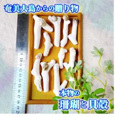 H10【 世界自然遺産】奄美大島の海で採れた珊瑚と貝殻　　素材 材料 パーツ 夏 箸置き ミニオブジェ ハンドメイド 材料 シェル オシャレ 西海岸 ビーチ インテリア マリン雑貨 ナチュラル雑貨