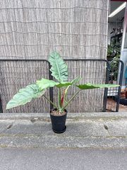 速達発送❣️太幹立ち7株 斑入り芋付きくわずいも クワズイモ - メルカリ