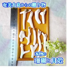 H11【 世界自然遺産】奄美大島の海で採れた珊瑚と貝殻　　素材 材料 パーツ 夏 箸置き ミニオブジェ ハンドメイド 材料 シェル オシャレ 西海岸 ビーチ インテリア マリン雑貨 ナチュラル雑貨