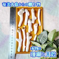 H12【 世界自然遺産】奄美大島の海で採れた珊瑚と貝殻　　素材 材料 パーツ 夏 箸置き ミニオブジェ ハンドメイド 材料 シェル オシャレ 西海岸 ビーチ インテリア マリン雑貨 ナチュラル雑貨