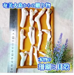 H13 【 世界自然遺産】奄美大島の海で採れた珊瑚と貝殻　　素材 材料 パーツ 夏 箸置き ミニオブジェ ハンドメイド 材料 シェル オシャレ 西海岸 ビーチ インテリア マリン雑貨 ナチュラル雑貨