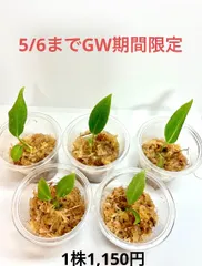 【5/6までGW期間限定5苗】アンスリウム ワロクアナム　極小幼苗　ポット発送のサムネイル
