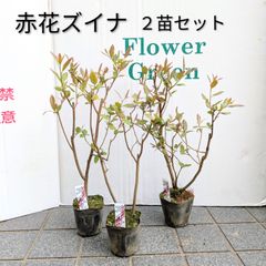 ワシントンヤシロブスタ幹径2㎝以上2本セット 鉢植えのまま ナツメヤシ