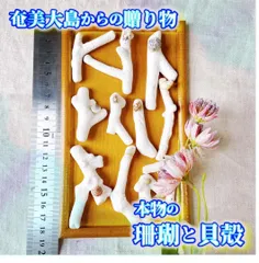 H14【 世界自然遺産】奄美大島の海で採れた珊瑚と貝殻　　素材 材料 パーツ 夏 箸置き ミニオブジェ ハンドメイド 材料 シェル オシャレ 西海岸 ビーチ インテリア マリン雑貨 ナチュラル雑貨
