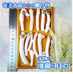 H15【 世界自然遺産】奄美大島の海で採れた珊瑚と貝殻　　素材 材料 パーツ 夏 箸置き ミニオブジェ ハンドメイド 材料 シェル オシャレ 西海岸 ビーチ インテリア マリン雑貨 ナチュラル雑貨
