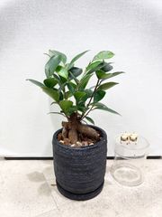神秘的なガジュマルの木☆多幸・健康を招く 可愛いキジムナーの姿 素敵