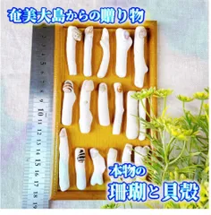 H16【 世界自然遺産】奄美大島の海で採れた珊瑚と貝殻　　素材 材料 パーツ 夏 箸置き ミニオブジェ ハンドメイド 材料 シェル オシャレ 西海岸 ビーチ インテリア マリン雑貨 ナチュラル雑貨