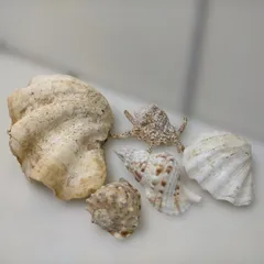 シャコガイ 天然貝殻 貝殻セット 観賞用 マリンインテリア 海 貝