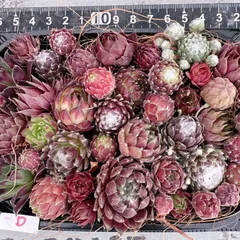 センペルビウム寄せ植えset♡D