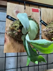 ビカクシダ(Platycerium bifurcatum 'E-1')板付　国内生産<9bp>アフターフォロー◎のサムネイル