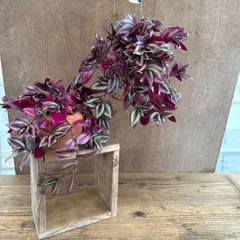 【サンプル】トラディスカンティア  ゼブリナ 1個 オリジナル パルムポット Tradescantia zebrinaトラディスカンチア トラデスカンチア 観葉植物 観葉 植物  つる性植物 つる性 ハンギング 吊るす 吊り下げ インテリア プレゼント
