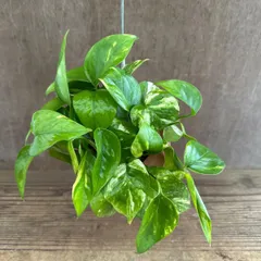【パルムポット】ポトス 不明種 ② 現品  オリジナル パルムポット  観葉植物 観葉 植物 珍奇植物 珍奇 珍しい レア 希少 つる性植物 つる性 ハンギング 吊るす 吊り下げ インテリア プレゼント